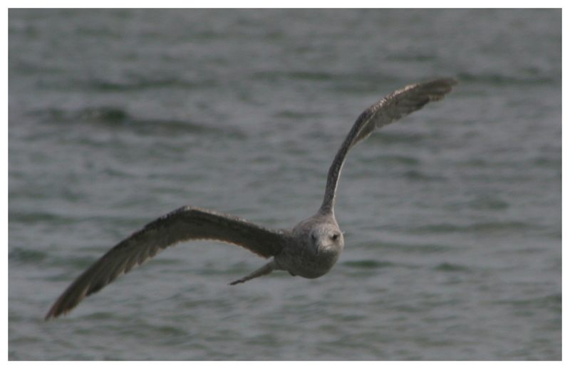 Möwe an der Ostsee