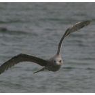 Möwe an der Ostsee