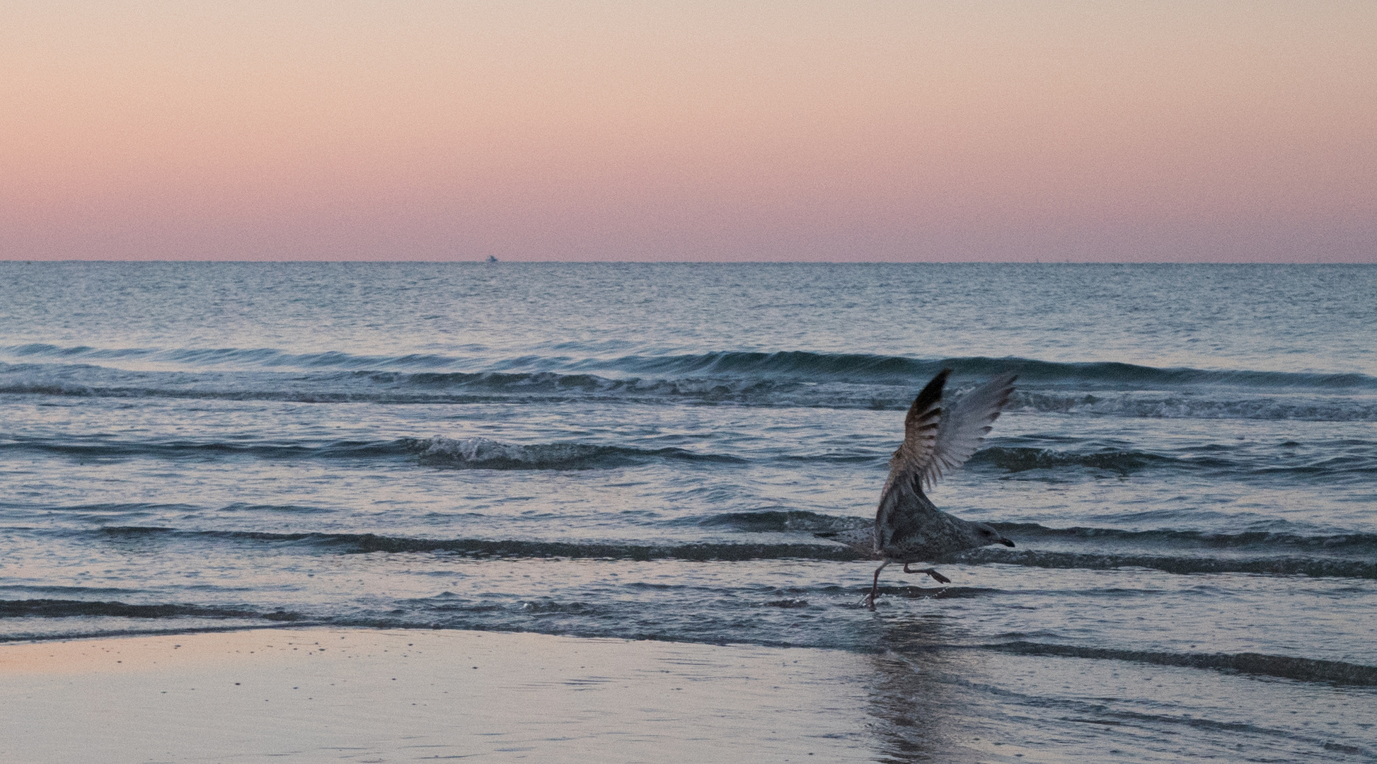 Möwe an der Ostsee