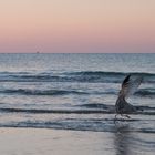 Möwe an der Ostsee