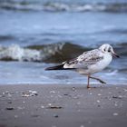 Möwe an der Ostsee...