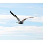 Möwe an der Ostsee