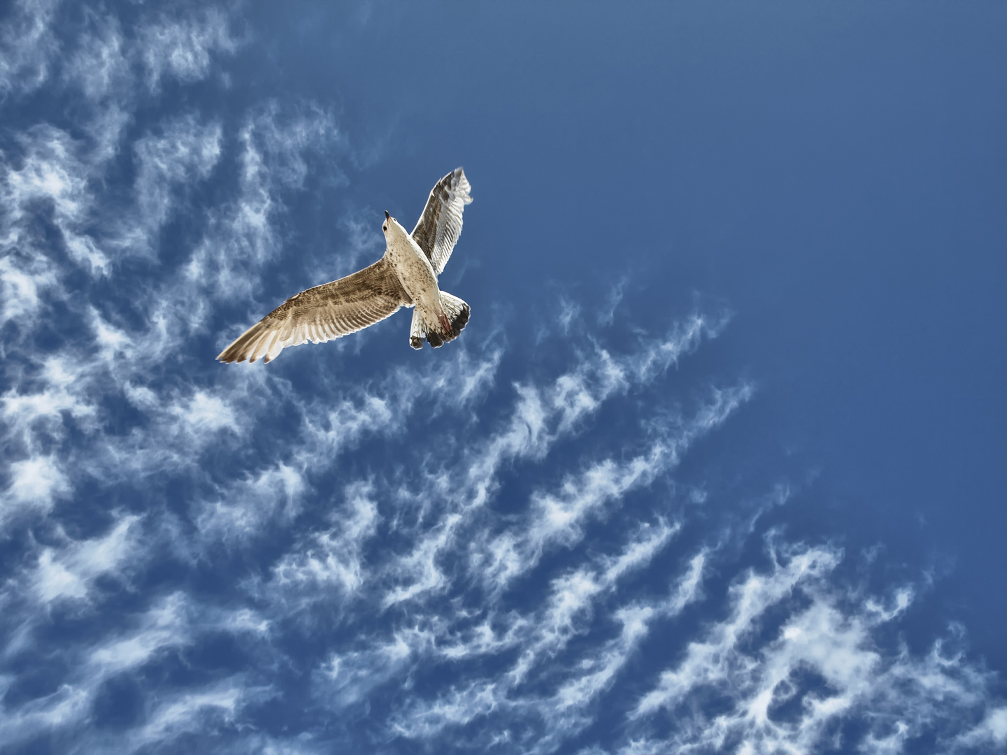 Möwe an der Ostsee