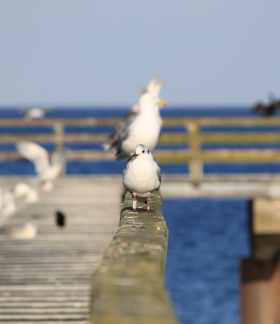 Möwe an der Ostsee