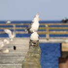 Möwe an der Ostsee