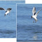 Möwe an der Ostsee