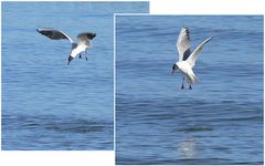 Möwe an der Ostsee