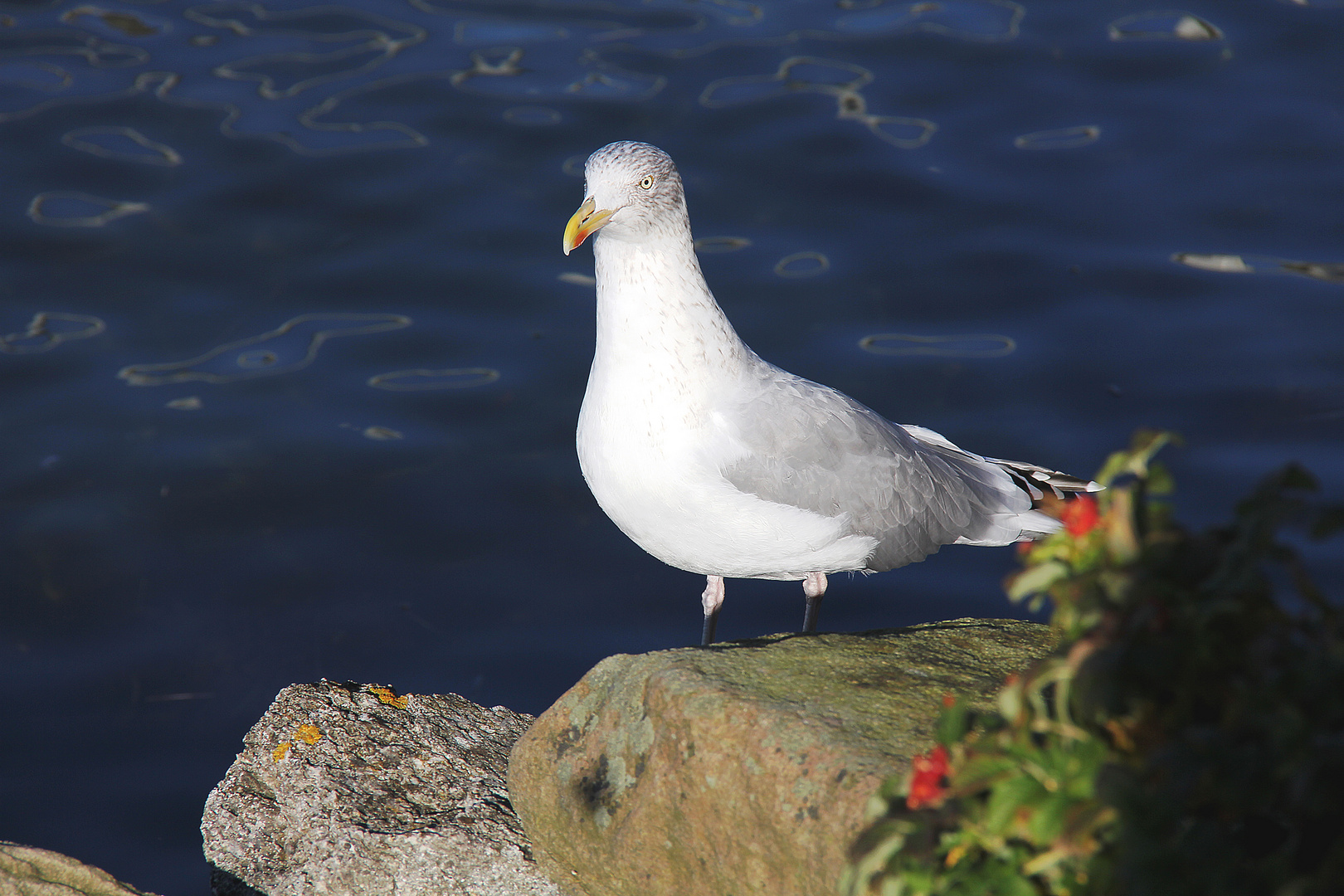 Möwe an der Ostsee