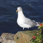 Möwe an der Ostsee