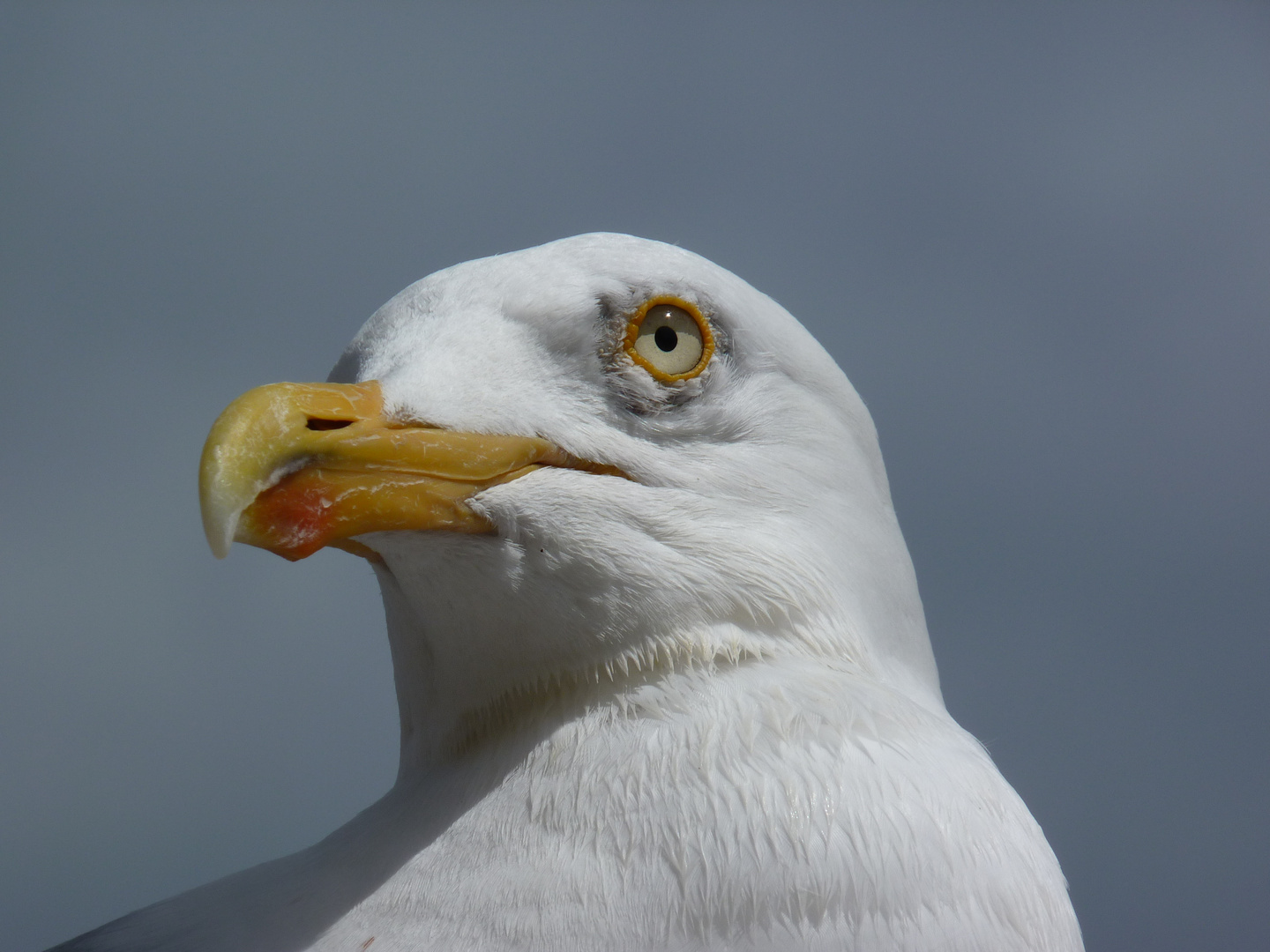 Möwe an der Ostsee