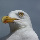 Möwe an der Ostsee