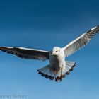 Möwe an der Ostsee