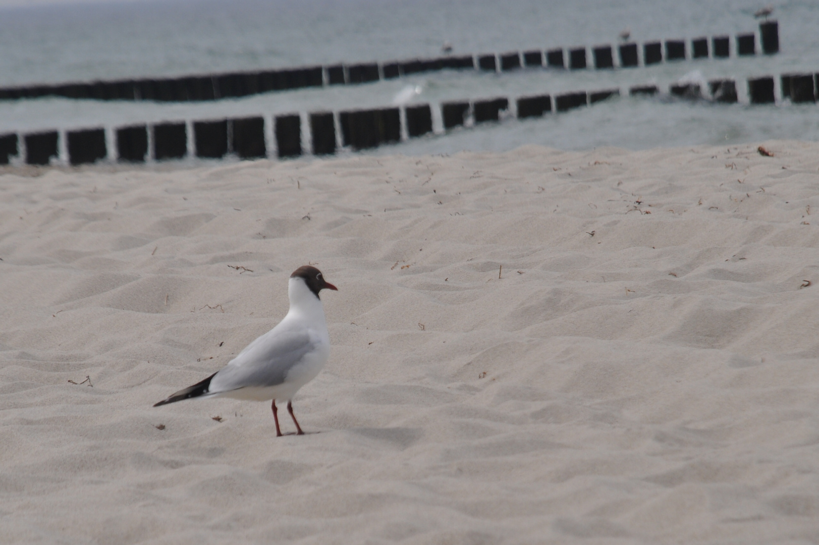 Möwe an der Ostsee