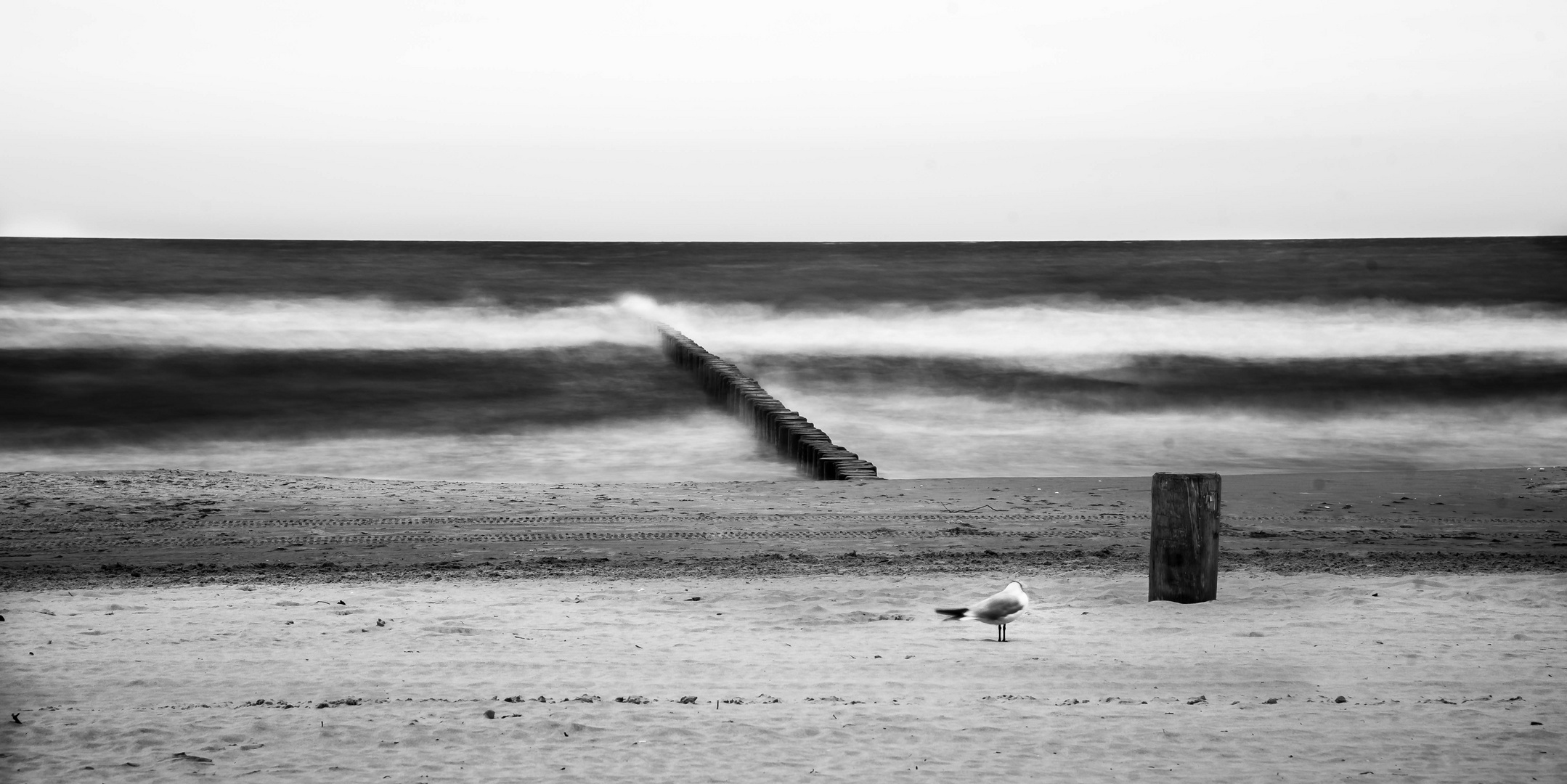 Möwe an der Ostsee