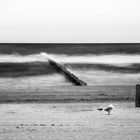 Möwe an der Ostsee