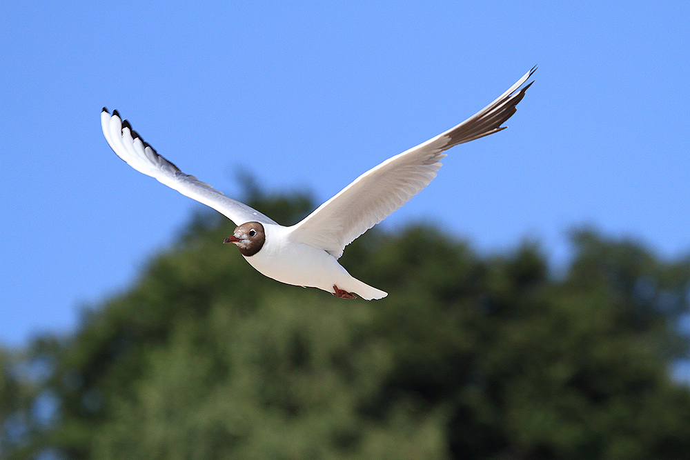 Möwe an der Ostsee ...