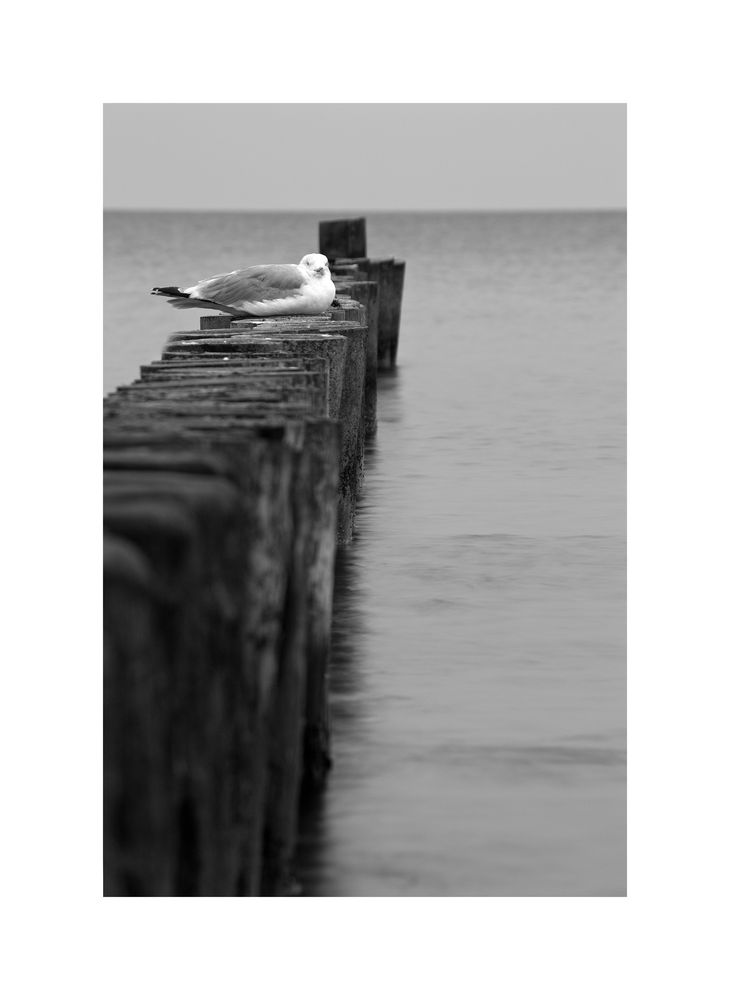 Möwe an der Ostsee