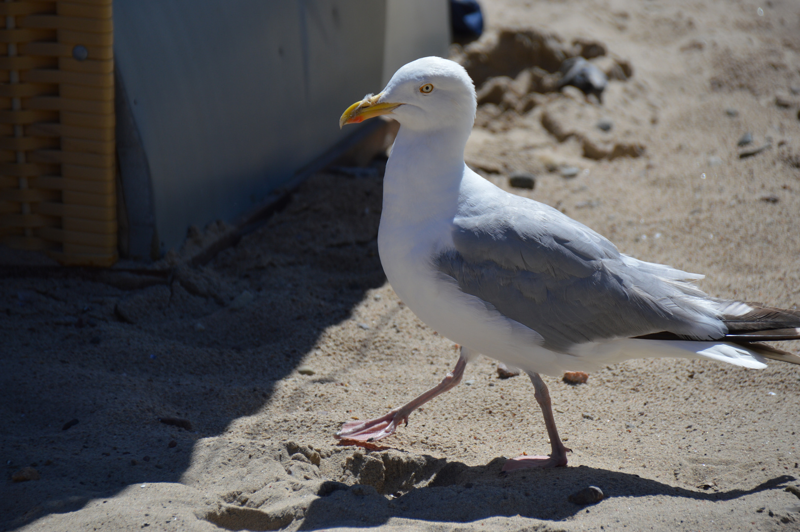 Möwe an der Ostsee