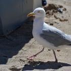 Möwe an der Ostsee