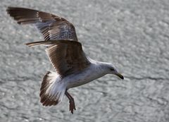 Möwe an der Ostsee