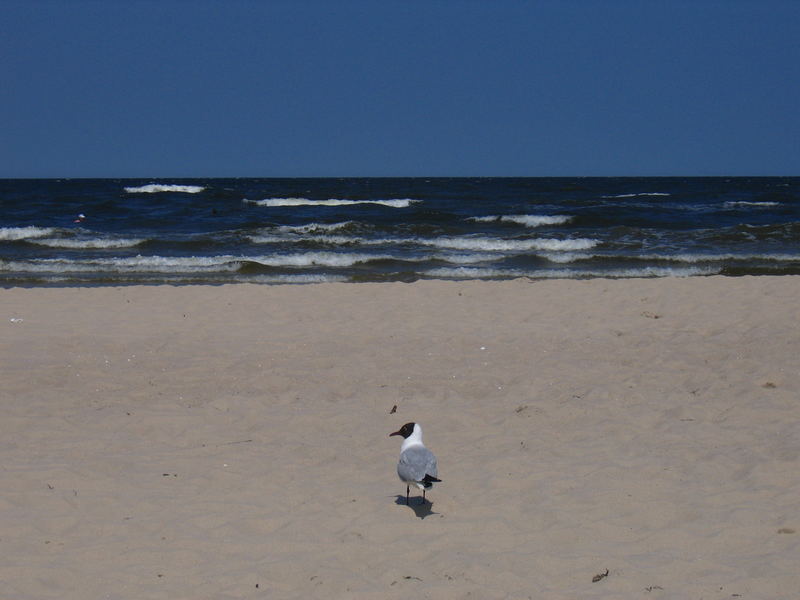 Möwe an der Ostsee