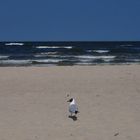 Möwe an der Ostsee