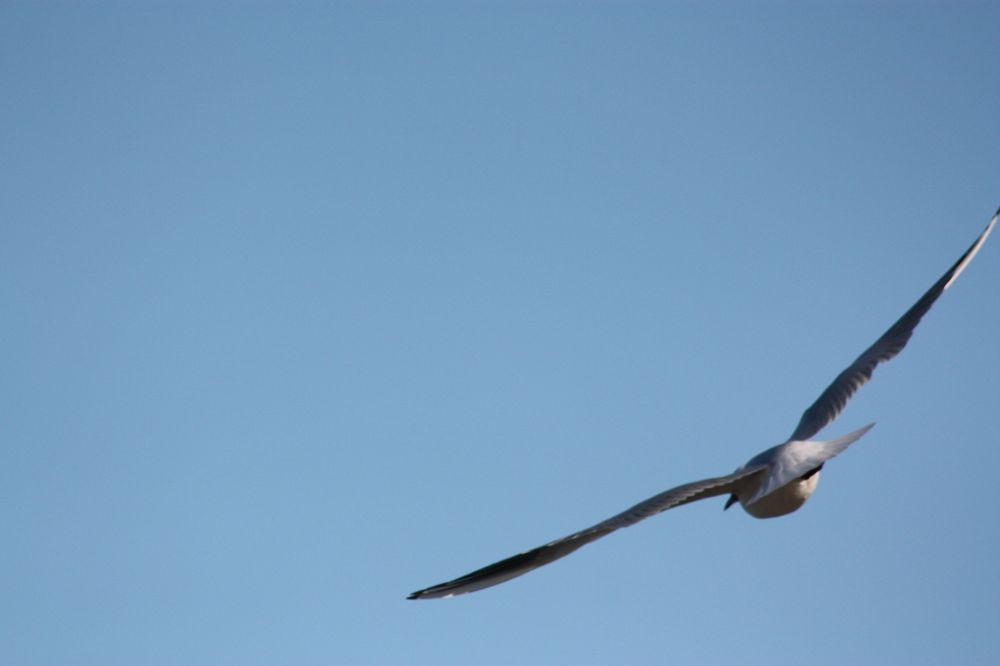 Möwe an der Ostsee