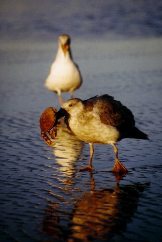 Möwe an der Pazifikküste von Oregon