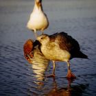 Möwe an der Pazifikküste von Oregon