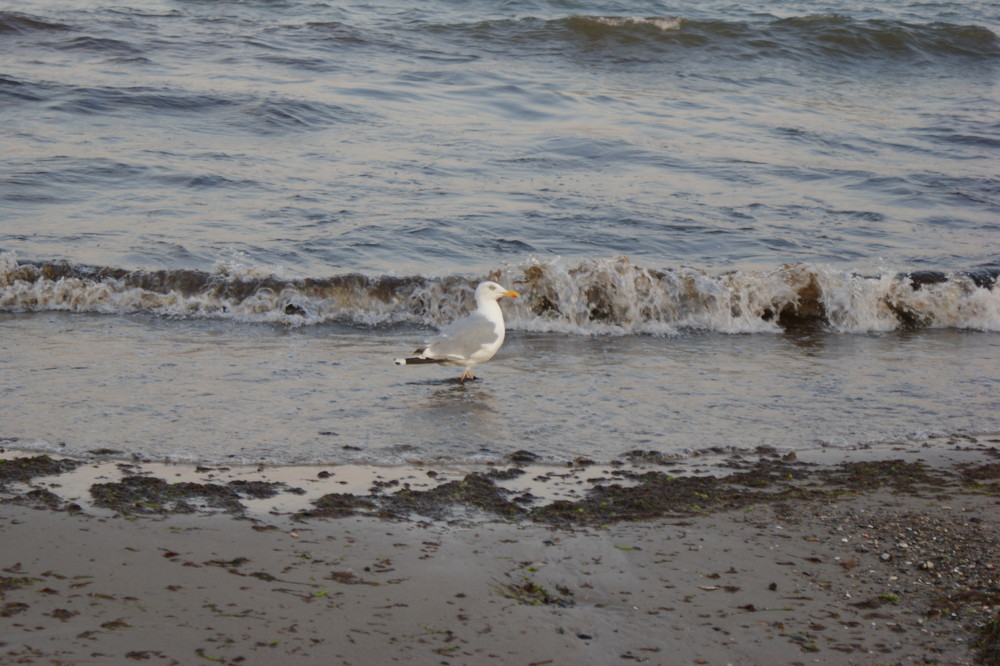 Möwe an der peitschenden Ostsee