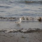 Möwe an der peitschenden Ostsee