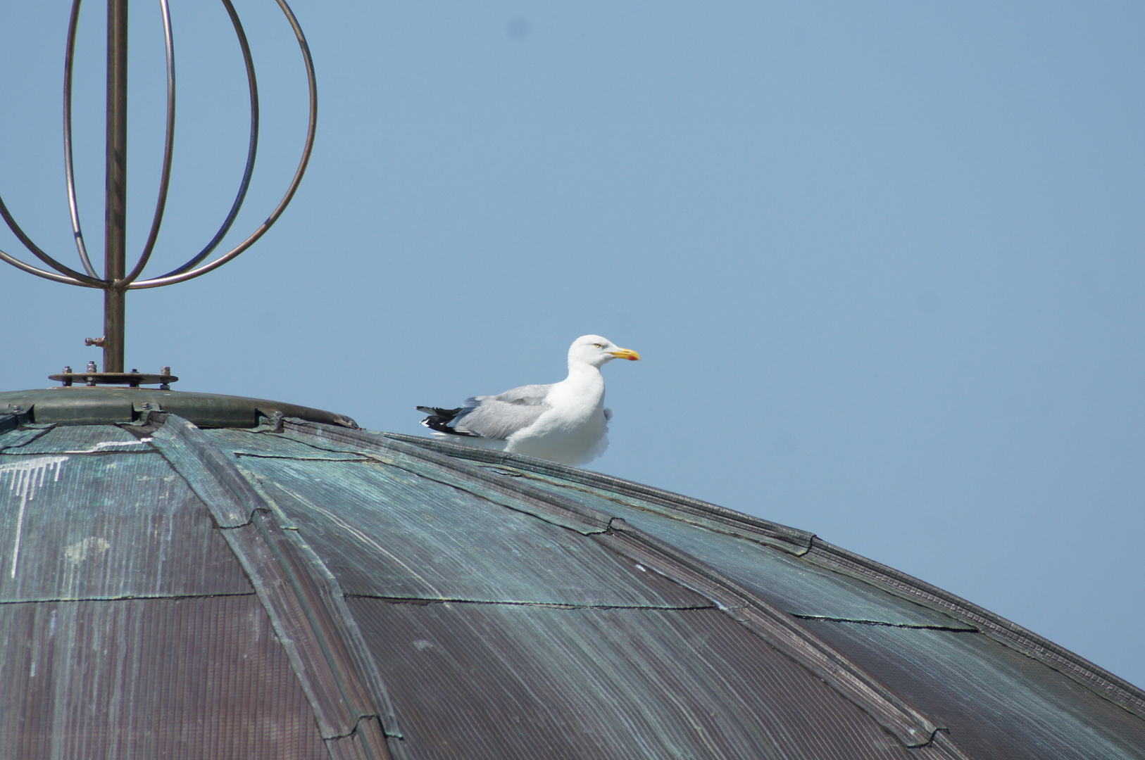 Möwe an der Promenade