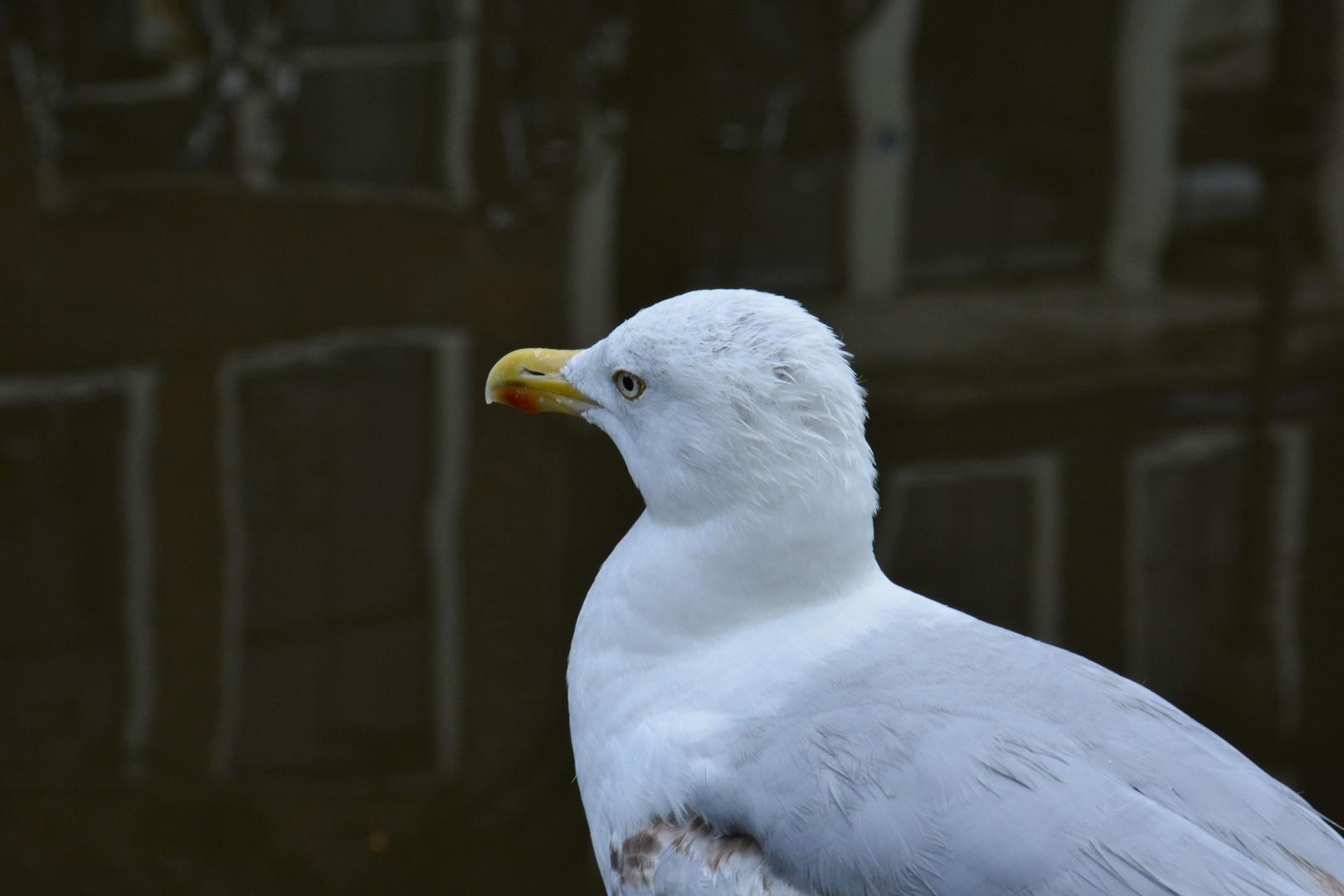 Möwe an einer Gracht in Amsterdam.