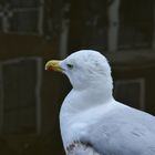 Möwe an einer Gracht in Amsterdam.