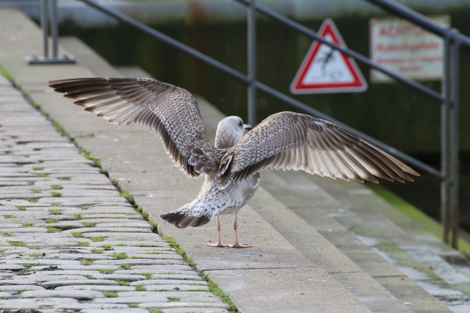 Möwe an Land