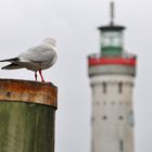 Möwe an Leuchtturm