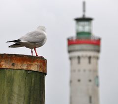 Möwe an Leuchtturm