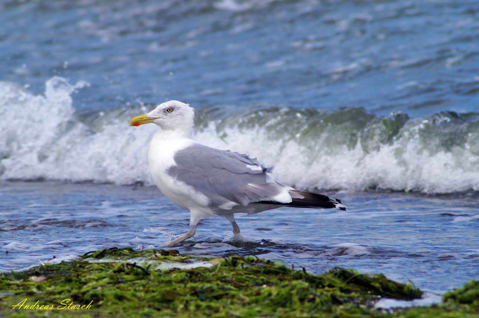 Möwe an Ostsee strand