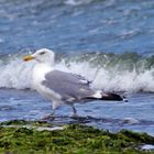 Möwe an Ostsee strand