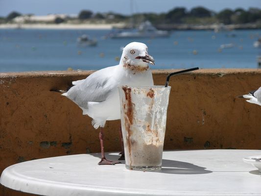 Möwe an Schokorand. Kangoroo Island.