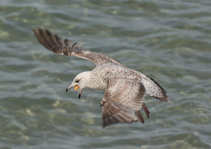 Möwe - Angefüttert