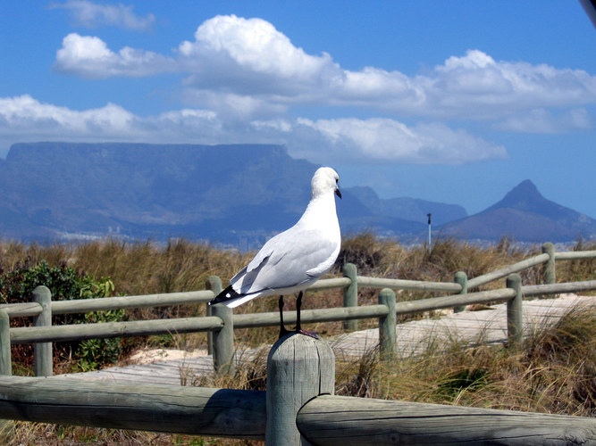 Möwe at Sightseeing