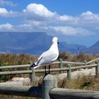 Möwe at Sightseeing