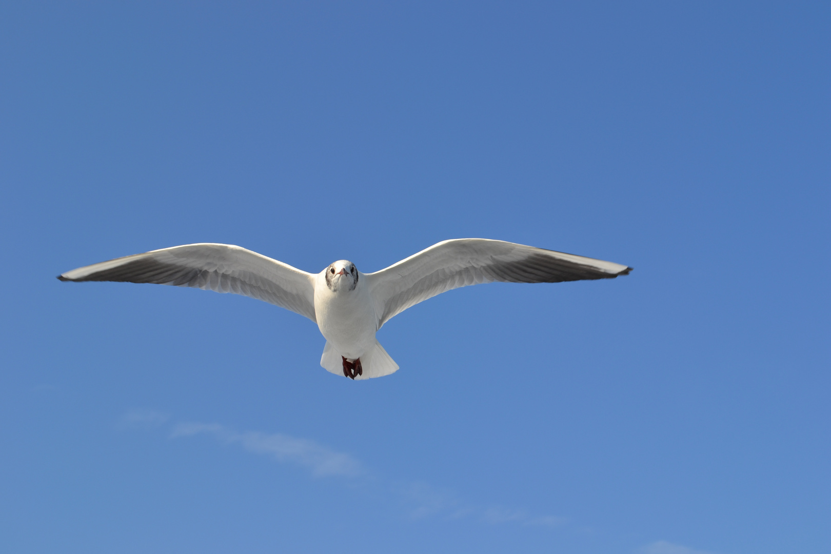 Möwe Attacke!