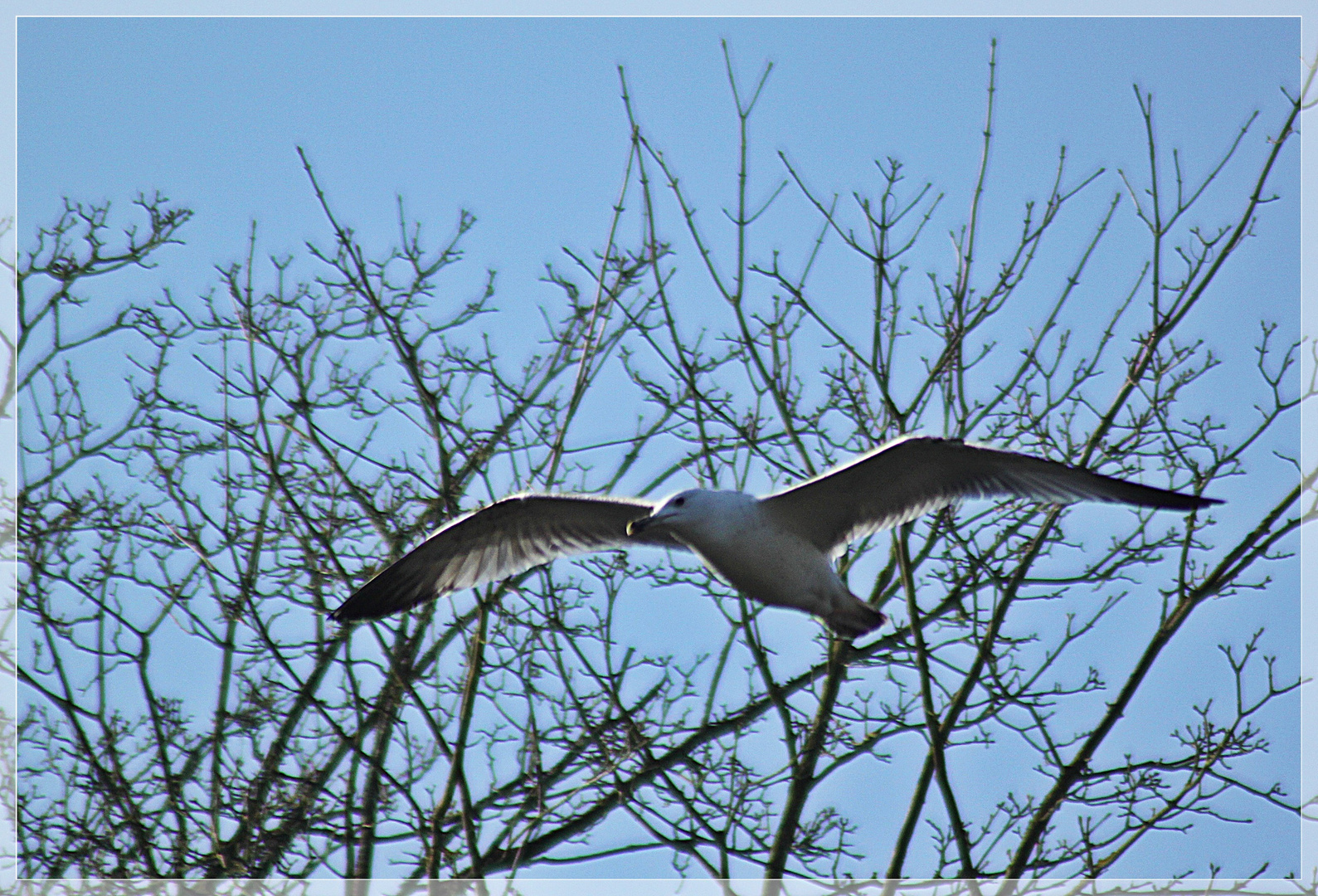 Möwe auch am Schiedersee