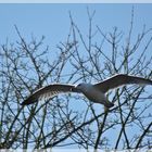 Möwe auch am Schiedersee