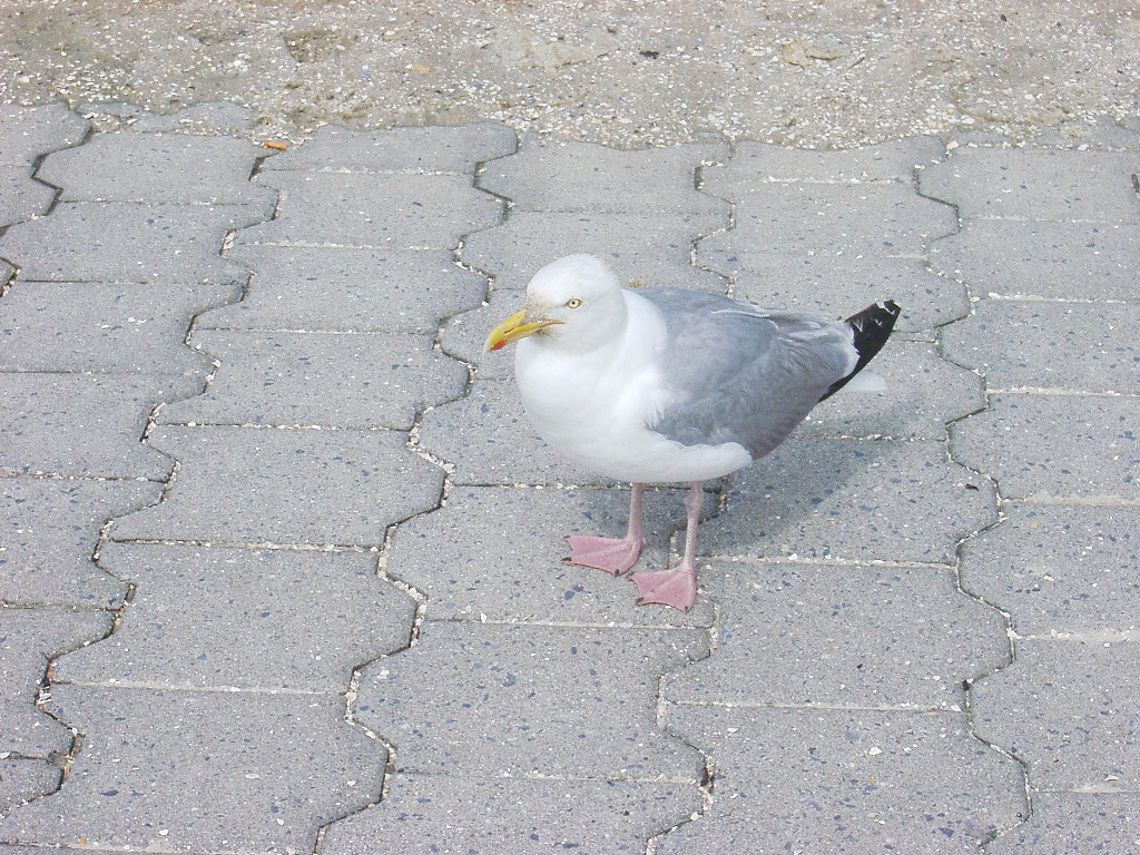 Möwe auf Achse