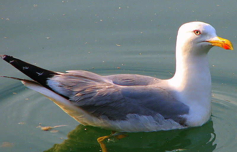 Möwe auf Albarella