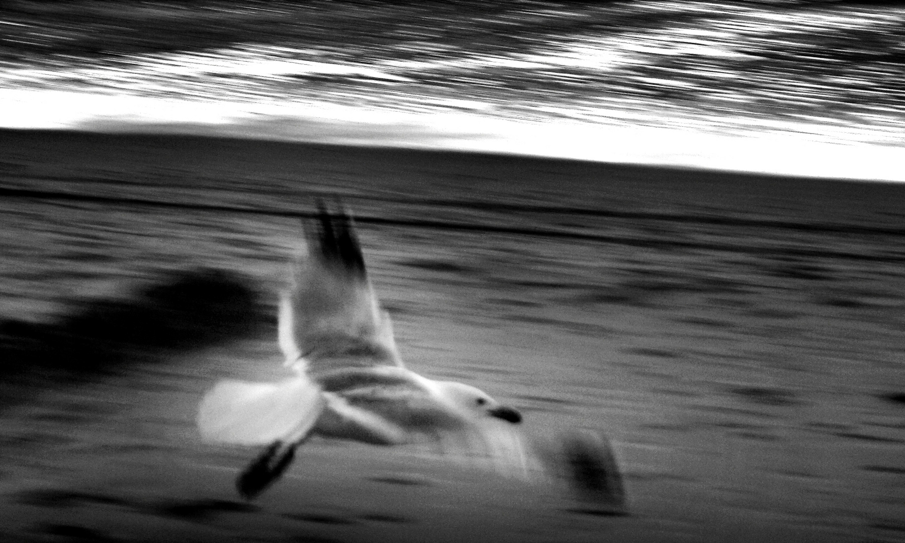 Möwe auf Amrum