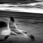 Möwe auf Amrum